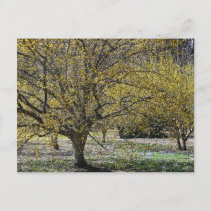 Cornelian Cherry Dogwood och Glory i Snö Vykort