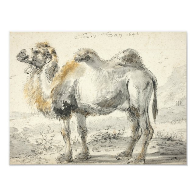 Cornelis Saftleven - A Camel Fototryck (Framsidan)