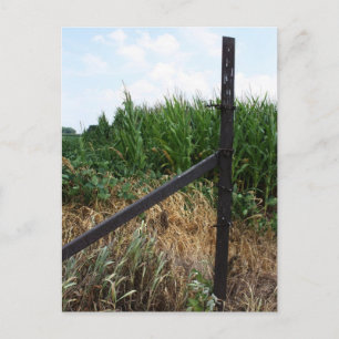 Cornfield bakom stängslet vykort