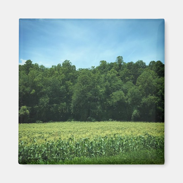 Cornfield i Rural North Carolina Poster Magnet (Framsidan)