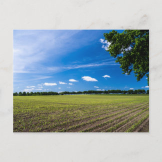 Cornfield i sol vykort