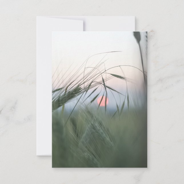 Cornfield Nature Photo Card OSA Kort (Framsida)