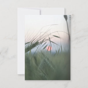Cornfield Nature Photo Card OSA Kort