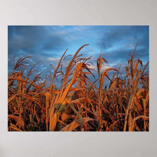 Cornfield Poster (Framsidan)