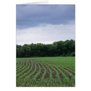 "Cornfields under Clouds" Hälsningskort