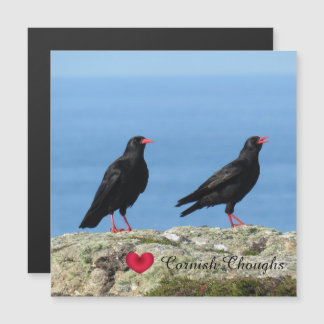 Cornish Choughs (Palores) Pyrrhocorax pyrrhocorax