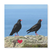 Cornish Choughs (Palores) Pyrrhocorax pyrrhocorax