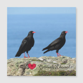Cornish Choughs (Palores) Pyrrhocorax pyrrhocorax