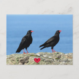 Cornish Choughs (Palores) Pyrrhocorax pyrrhocorax Helg Vykort