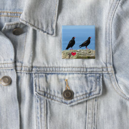 Cornish Choughs (Palores) Pyrrhocorax pyrrhocorax Knapp