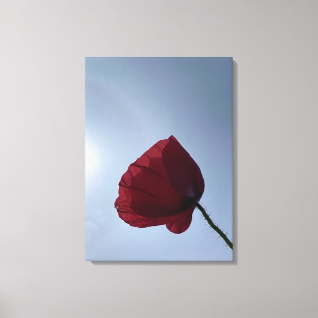 Cornish red poppy med grått himlar canvastryck (Framsida)