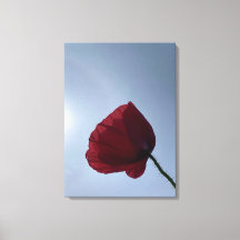 Cornish red poppy med grått himlar