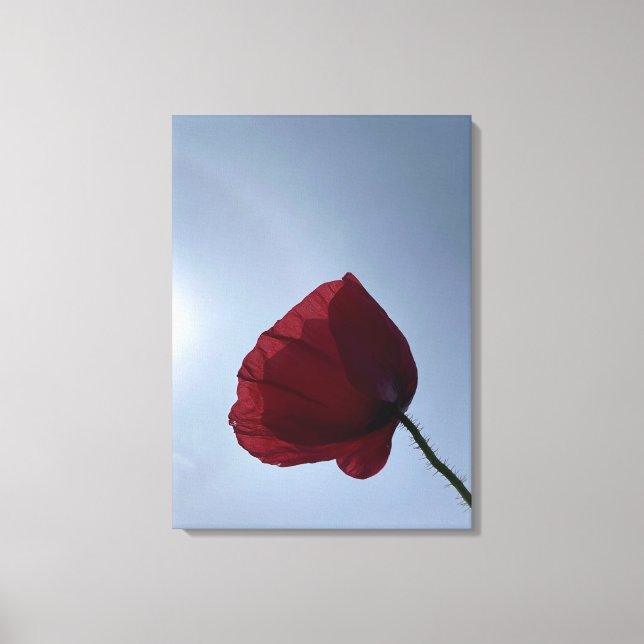 Cornish red poppy med grått himlar canvastryck (Framsida)