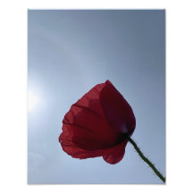 Cornish red poppy med grått himlar