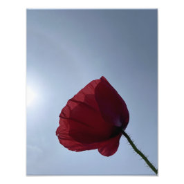 Cornish red poppy med grått himlar fototryck
