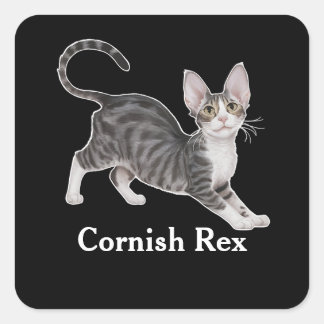 Cornish Rex Fyrkantigt Klistermärke