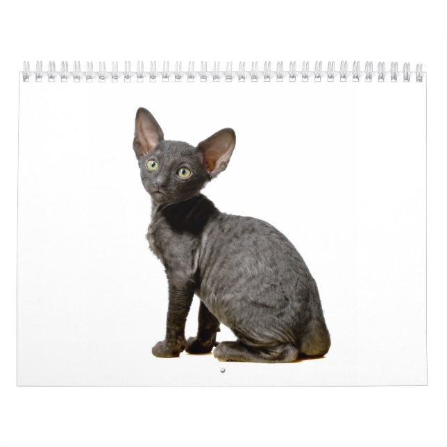Cornish Rex kattungekalender Kalender (Omslag)