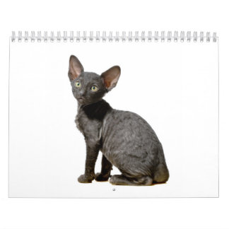 Cornish Rex kattungekalender Kalender