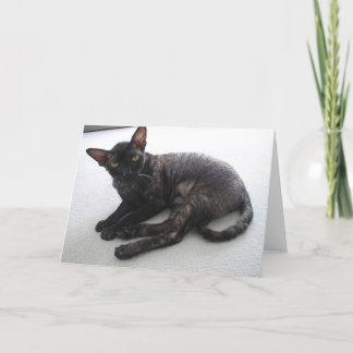 Cornish Rex Kort
