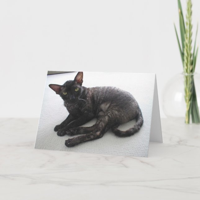 Cornish Rex Kort (Framsida)