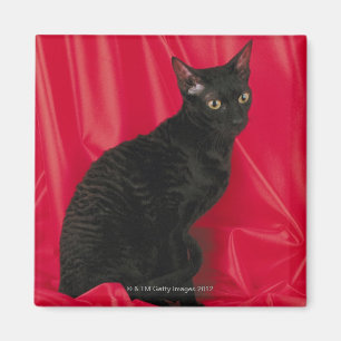 Cornish rexkatt magnet