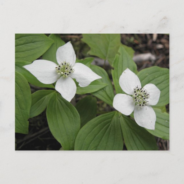 Cornouiller du Canada Vykort (Framsida)