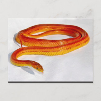 CornSnakeCorner Stripe Cornsnake ... - Anpassad Vykort