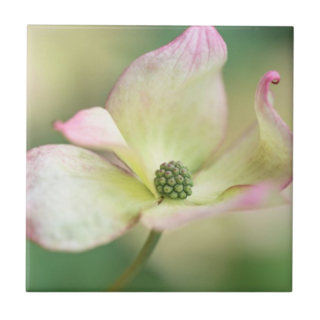 Cornus Kousa 'Fröcken Satomi för Dogwoodblommar | Kakelplatta (Framsidan)