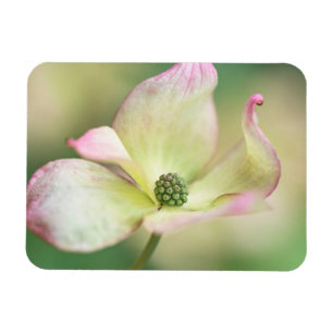Cornus Kousa 'Fröcken Satomi för Dogwoodblommar Magnet