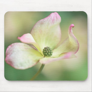 Cornus Kousa 'Fröcken Satomi för Dogwoodblommar Musmatta