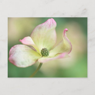 Cornus Kousa 'Fröcken Satomi för Dogwoodblommar Vykort
