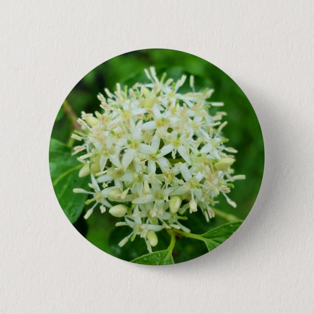 Cornus sanguinea Badge Knapp (Framsida)