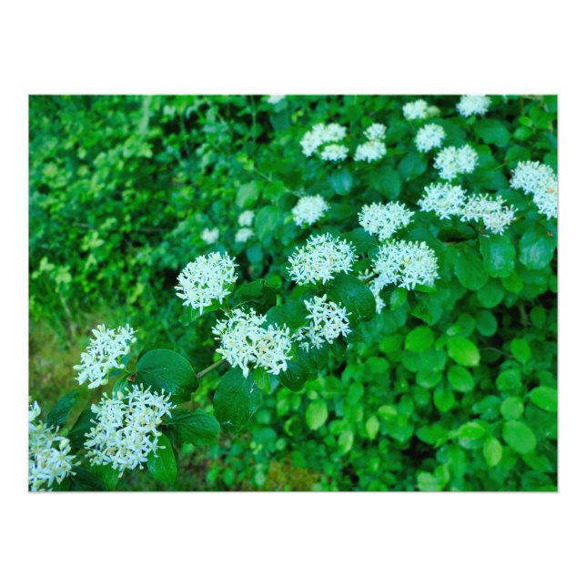 Cornus sanguinea fototryck (Framsidan)