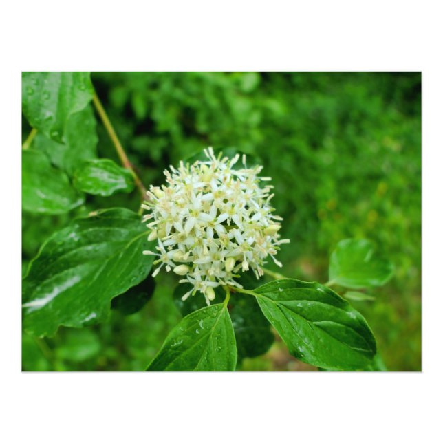 Cornus sanguinea fototryck (Framsidan)