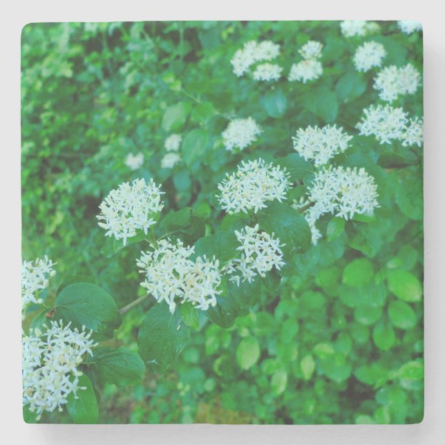 Cornus sanguinea stenunderlägg (Framsidan)