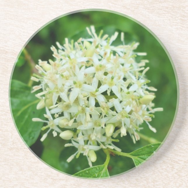 Cornus sanguinea underlägg (Framsidan)