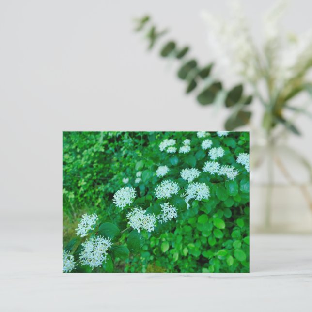 Cornus sanguinea vykort (Stående Fram)