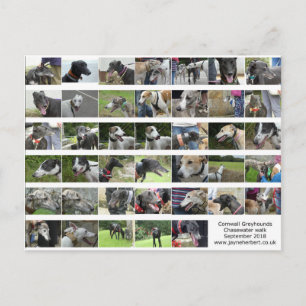Cornwall Greyhounds - Sept 2018 Vykort
