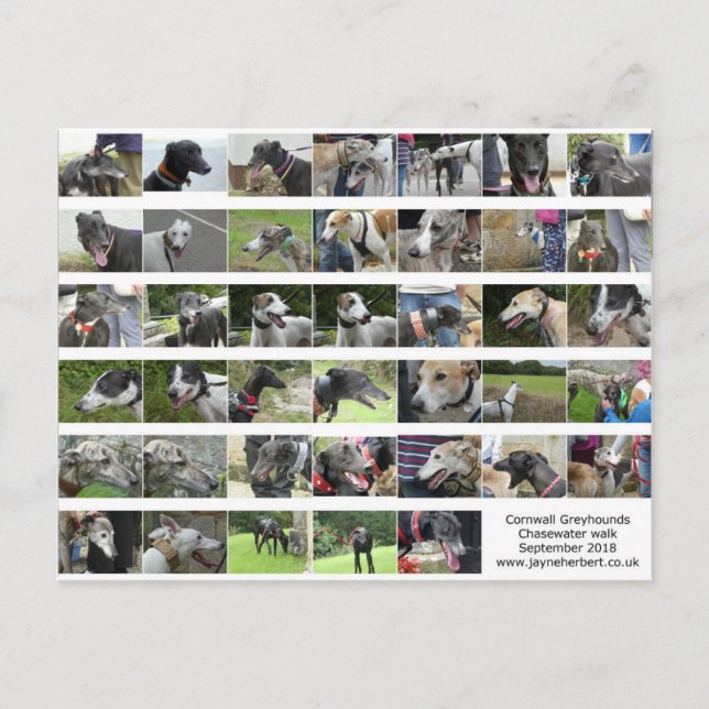 Cornwall Greyhounds - Sept 2018 Vykort (Framsida)