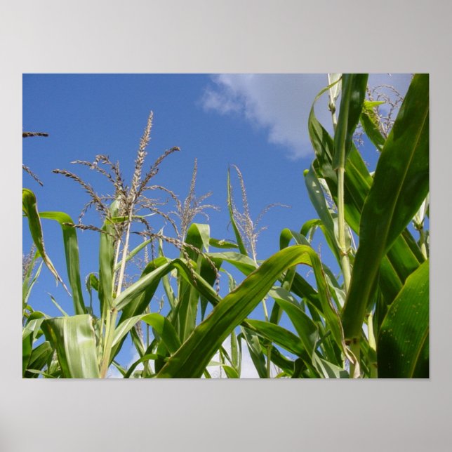 Corny himlar poster (Framsidan)