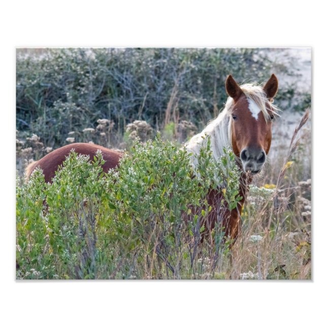 Corolla Vild Horse Fototryck (Framsidan)
