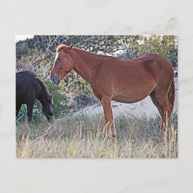 Corolla Vild Horses Vykort (Framsida)