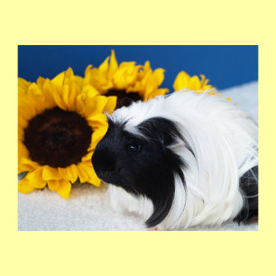 Coronet Guinea Gris Poster