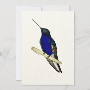 Coronet Hummingbird Card Tack Kort