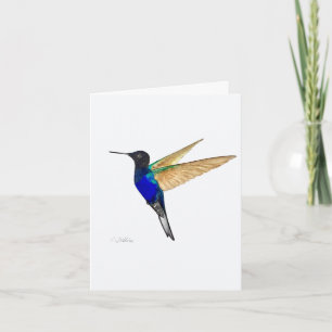 Coronet Hummingbird Greeting Card Kort