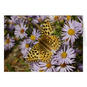 Coronis Fritillary på Aster Flowers i Grand Teton Hälsningskort