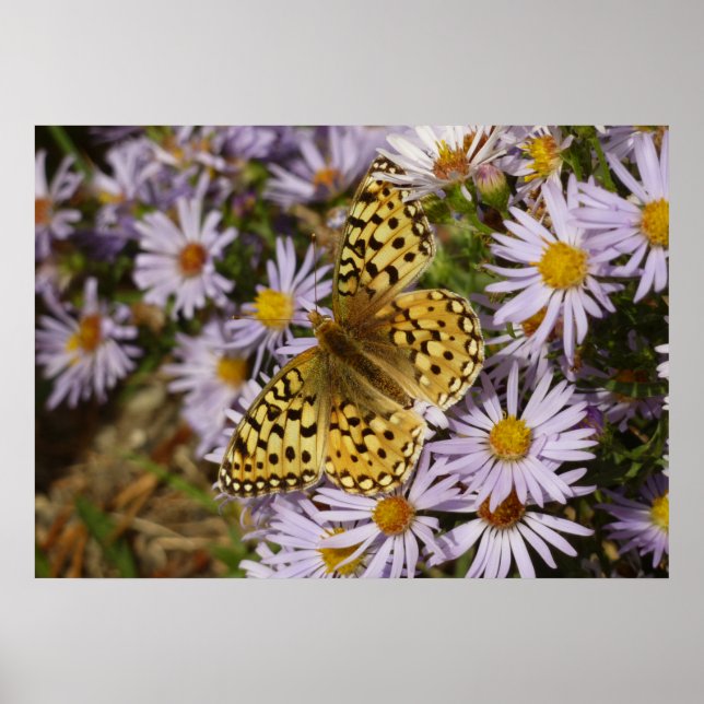 Coronis Fritillary på Aster Flowers i Grand Teton Poster (Framsidan)