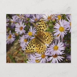 Coronis Fritillary på Aster Flowers i Grand Teton Vykort