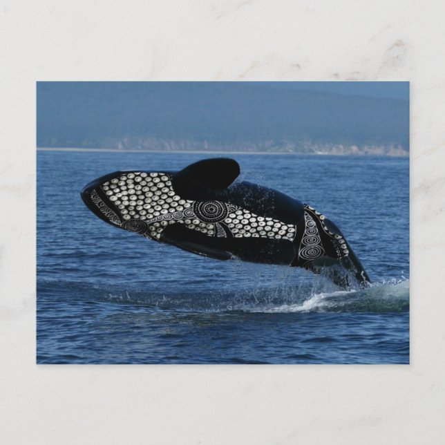 Corroboree Whale Vykort (Framsida)