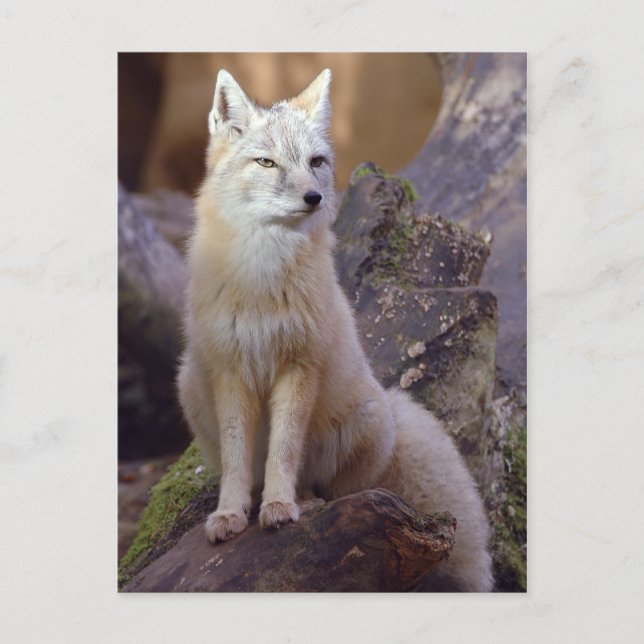 Corsac Fox Vykort (Framsida)